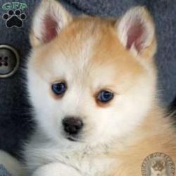 Beautiful full blooded Siberian Husky puppy