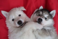 !#$ lovely male and female Husky puppies for sale...Text(xxx) xxx-xxx!