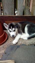 Pikinio Siberian Husky Puppies (xxx) xxx-xxx3