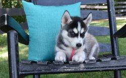 Awesome siberian husky puppy for good price