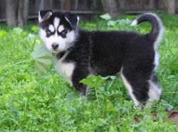 Good looking Black and white Siberian Husky Puppies