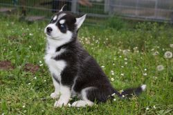 Home raised Siberian Husky puppies. Text (xxx) xxx-xxx7