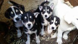 Beautiful Siberian Husky Puppies 4 Boys Left