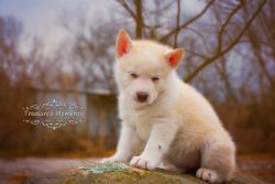Milo is our creamy white Husky mix male pup ready to go
