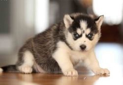 male and a female purebred Siberian Husky available
