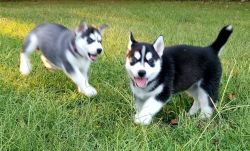 Exclusive Siberian Husky Puppies