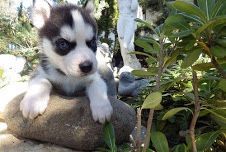 Adorable Male and female Blue eyes Siberian Husky Puppies For Sale