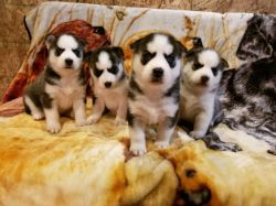 AKC Siberian Husky puppies with blue eyes