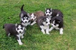 Blak and white Siberian Husky Puppies