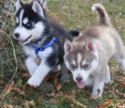 Healthy Home raised Siberian Husky puppies
