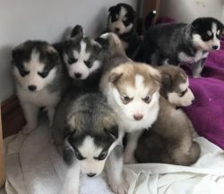 AKC registered husky pups