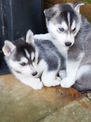 Siberian Husky Puppies with Blue Eyes