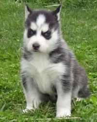 Siberian Husky Puppy Ready For Re-homing