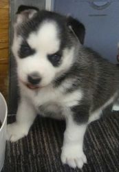 2 husky puppies, 1 blue eyed silver &1 bi eyed black & white. females