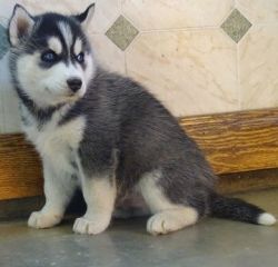 AKC registered Siberian Husky Puppies