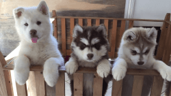 AKC Registered Purebred Siberian Husky Puppies For Sale- Health Tested