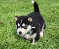 Sweet M/F Siberian Husky Puppies For Sale