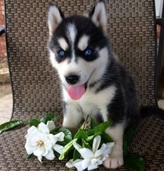 Excellent Trained Siberian Husky Puppies