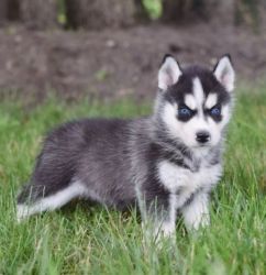 Healthy Siberian Husky Puppies For Sale.