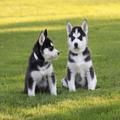 Siberian Husky Puppies With Unique Black and White Colors