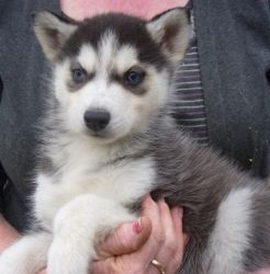 AKC Registered Siberian Husky Puppies
