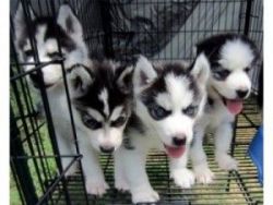 Awesome Siberian Huskies Puppies For Sale