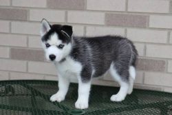 6 Beautiful Siberian Husky Pups For Sale