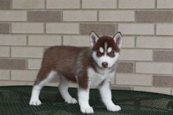 Siberian Husky Puppies For Sale!!!!!