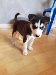 6 Beautiful Siberian Husky Pups For Sale