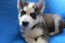 For Sale - Siberian Husky Puppies