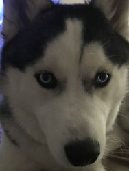 7 month black/white blue eyed male Siberian husky