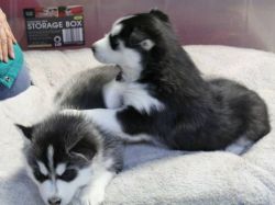 Staggering Siberian Husky Puppies For Adoption