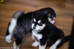 Beautiful Siberian Husky Puppies