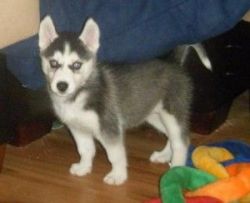Staggering Siberian Husky Puppies For Adoption