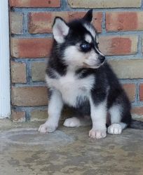 Pedigree Siberian Husky Puppies Ready For A Forever Home