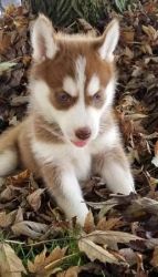Adorable Siberian Huskies!