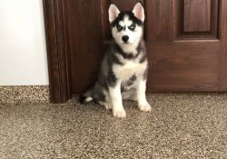 Axle 14 weeks old miraculous male husky puppy
