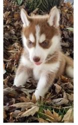 Outstanding Siberian Husky puppies for adoption