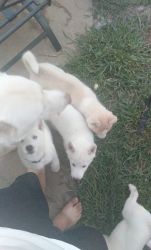 AKC Siberian Husky pups ready for new homes now