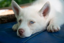 Lizzy is our pure white, blue eyed husky mix girl ready now
