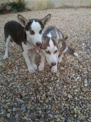 Husky very playful for more onfo call or text