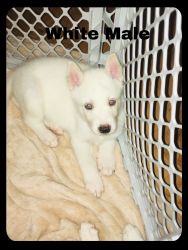 Siberian husky puppies. Only 5 left. Born on october 5th!