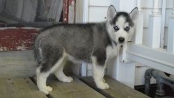 Super cute Siberian Husky puppies for Sale