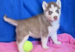 Red and white Siberian Husky Puppies