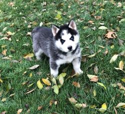 Excellent Full Blooded Siberian Husky Puppies