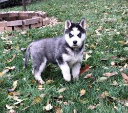 Healthy AKC Siberian Husky puppies For Sale