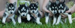 Healthy litter of blue eyes Siberian Husky Puppies