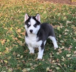 Super AKC Siberian Husky Puppies For Sale