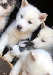 Cute husky puppies for good homes.Text or call...(xxx) xxx-xxx7