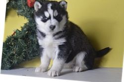 Family Raised Male and Female Siberian Husky Puppies